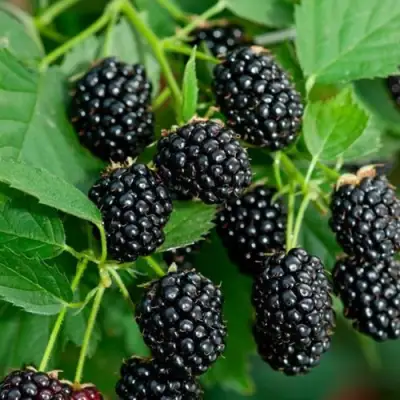 Ежевика ЛОХТЕЙ бесшипная в Бресте