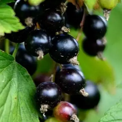 Смородина чёрная КАТЮША в Бресте