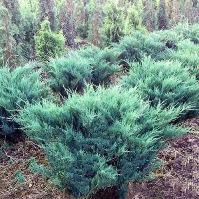 Можжевельник БЛЮ ДАНУБ казацкий  в Бресте