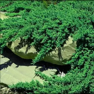 Можжевельник НАНА лежачий в Бресте