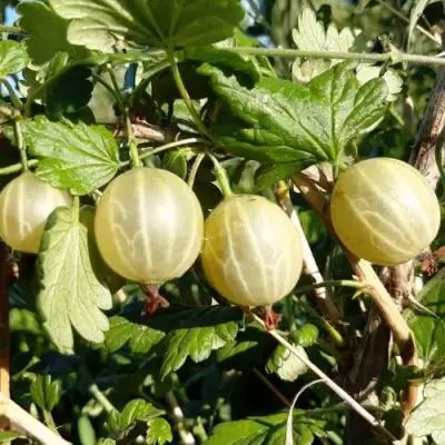 Крыжовник БЕЛОРУCСКИЙ САХАРНЫЙ 2 в Бресте