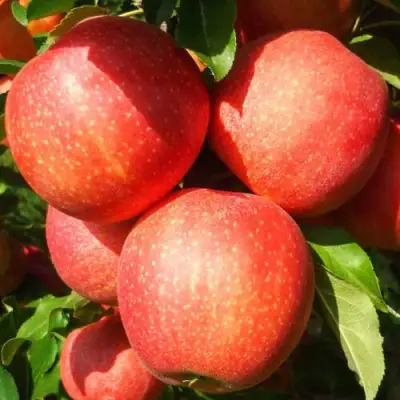 Яблоня ГАЛА ШНИГА в Бресте