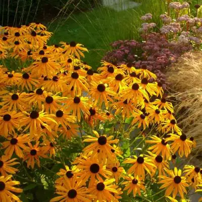 Рудбекия ГОЛДШТУРМ блестящая в Бресте