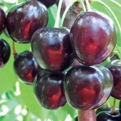 Черешня ЛЮБИМИЦА АСТАХОВА в Бресте