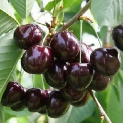 Черешня ЛЕНИНГРАДСКАЯ ЧЁРНАЯ в Бресте