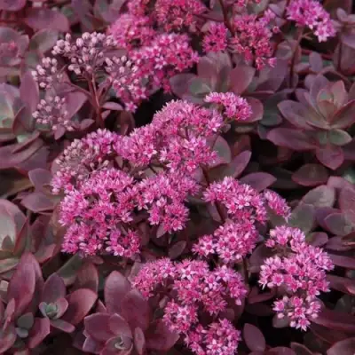 Очиток (седум) САНСПАРКЛЕР ФАЙЕРКРЕКЕР в Бресте