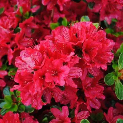 Азалия ХИНО КРИМСОН японская в Бресте