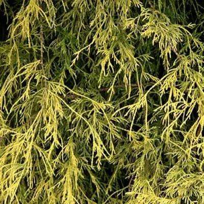 Кипарисовик ФИЛИФЕРА АУРЕА горохоплодный в Бресте