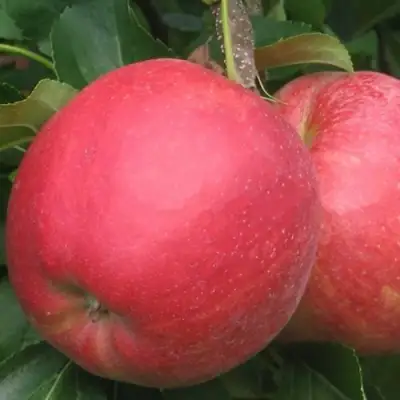 Яблоня РУБИН в Бресте