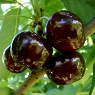 Черешня МУСКАТНАЯ в Бресте