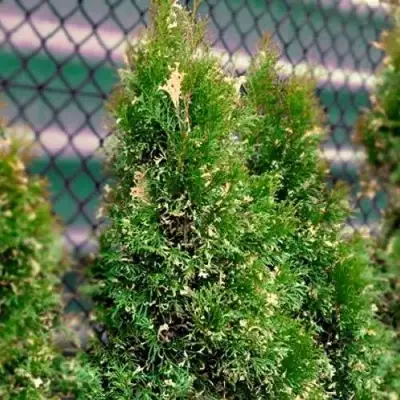 Туя СМАРАГД ВАРИЕГАТА западная в Бресте