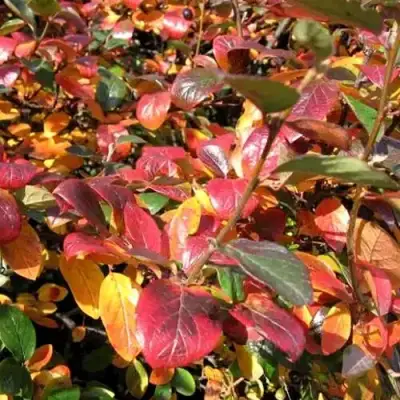 Кизильник блестящий в Бресте