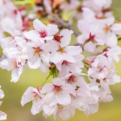 Сакура КОЙО НО МАЙ в Бресте