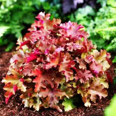 Гейхера МАРМЕЛАД в Бресте