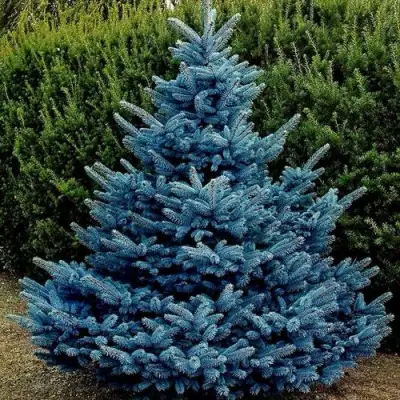Ель МАДЖЕСТИК БЛЮ колючая в Бресте