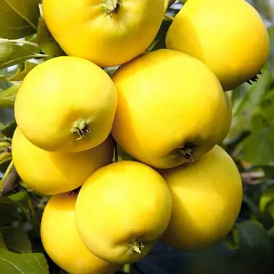 Яблоня УРАЛЬСКОЕ НАЛИВНОЕ в Бресте