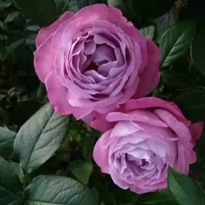 Роза АКВА чайно-гибридная в Бресте