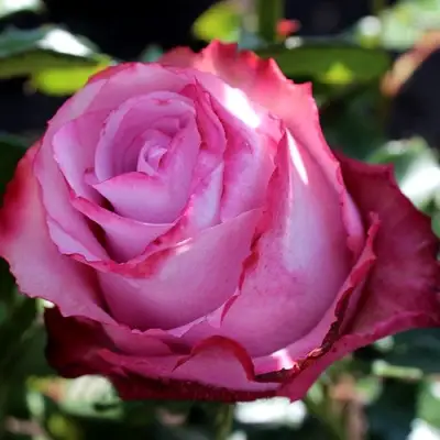 Роза ДИП ВОТЕР чайно-гибридная в Бресте