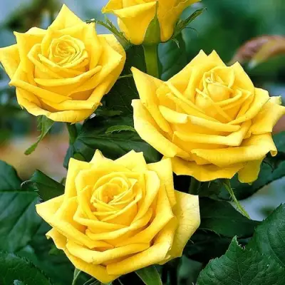 Роза ПАПИЛОН чайно-гибридная в Бресте