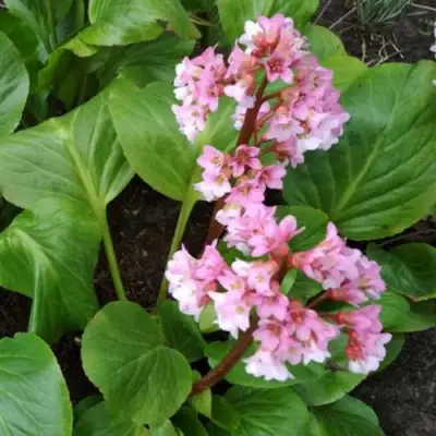 Бадан БЭБИ ДОЛЛ в Бресте