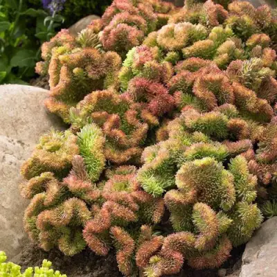 Очиток (седум) КРИСТАТУМ отогнутый в Бресте