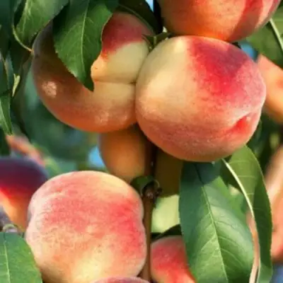 Персик ЛОЙКО 2 в Бресте