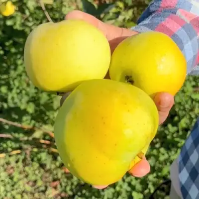 Яблоня КАЛУЖАНКА в Бресте