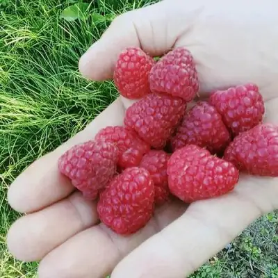 Малина ПОЛЬКА (ПОЛКА) в Бресте