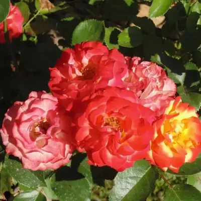 Роза ТАЙФУН спрей в Бресте