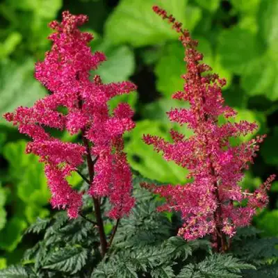 Астильба МУЛЕН РУЖ курчавая в Бресте