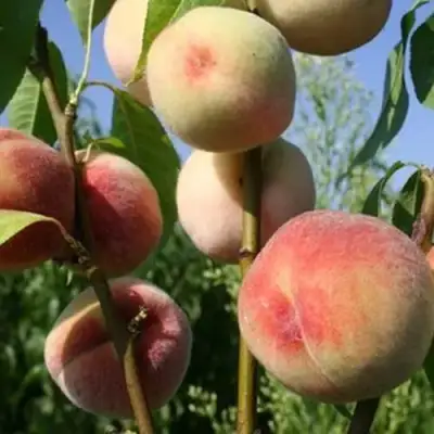 Персик ДОНЕЦКИЙ БЕЛЫЙ в Бресте