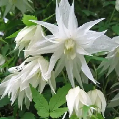 Княжик АЛЬБИНА ПЛЕНА белый махровый в Бресте