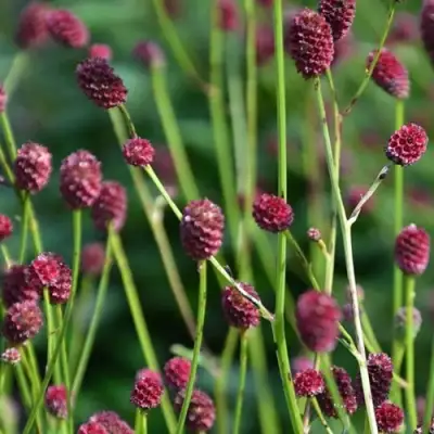 Кровохлебка ЧОКОЛАТ ТИП в Бресте