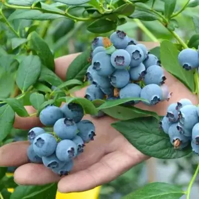 Голубика ТОРО в Бресте