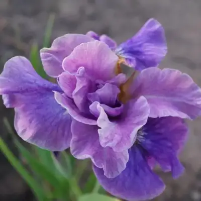 Ирис ХЭВИНГ ФАН сибирский в Бресте