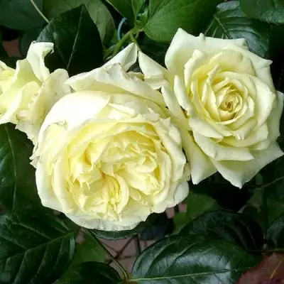 Роза ЭЛЬФ плетистая в Бресте