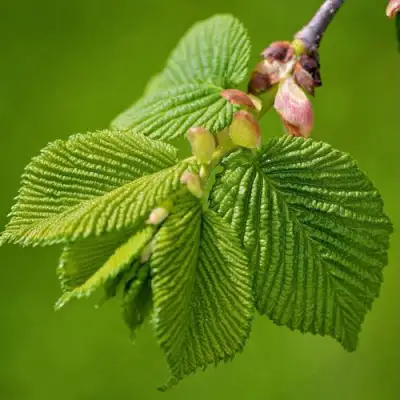 Вяз обыкновенный в Бресте