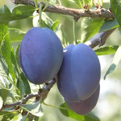 Слива СТЭНЛИ в Бресте