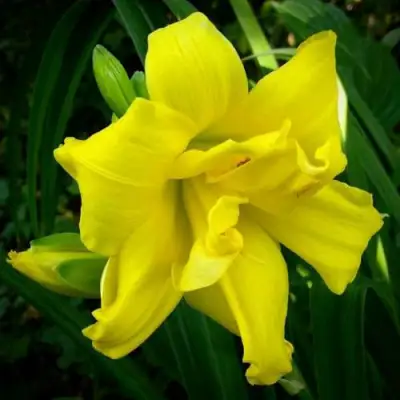 Лилейник ДАБЛ РИВЕР ВАЙ гибридный в Бресте