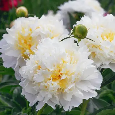 Пион ЧЕДДЕР ЧИЗ травянистый в Бресте