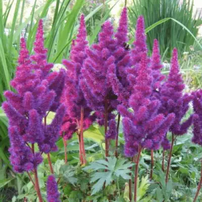 Астильба БЛЭК ЭНД БЛУ китайская в Бресте