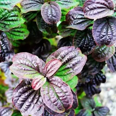 Дерен КОМПРЕССА кроваво-красный в Бресте