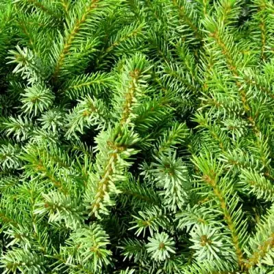 Ель НАНА сербская в Бресте