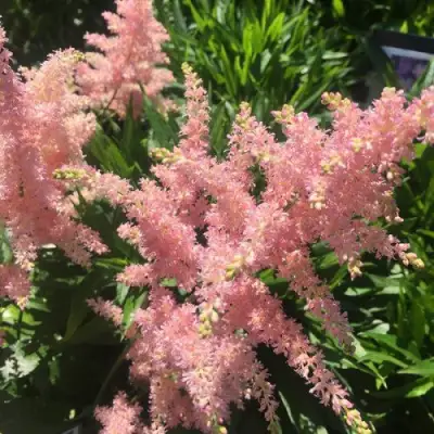 Астильба БРЕССИНГЕМ БЬЮТИ Арендса в Бресте