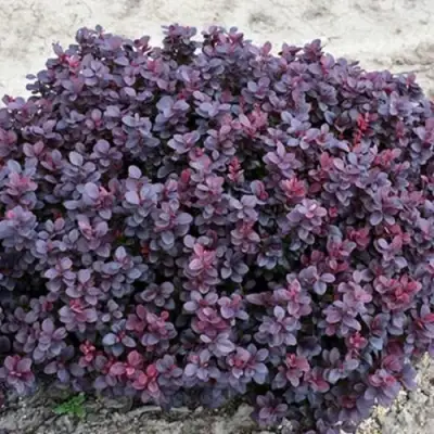 Барбарис КОНКОРД тунберга в Бресте