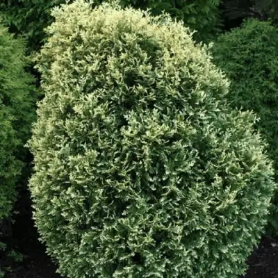 Туя ЛИТОМИШИЛ западная в Бресте
