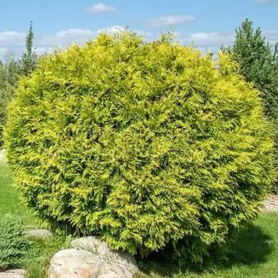 Туя ГОЛДЕН ГЛОБ западная в Бресте