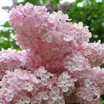 Сирень ВЕЧЕРНИЙ ЗВОН в Бресте