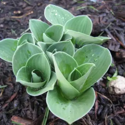 Хоста МОНСТЕР ИРЗ гибридная в Бресте