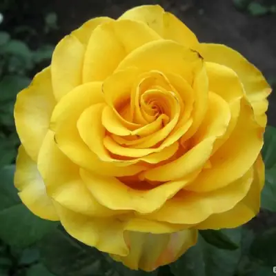 Роза КЕРИО чайно-гибридная в Бресте